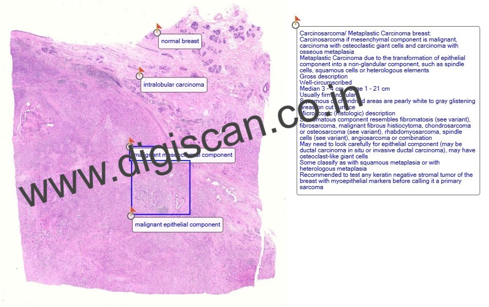 Digital Histopathology Slide Sets (With Annotated Histology Slides)